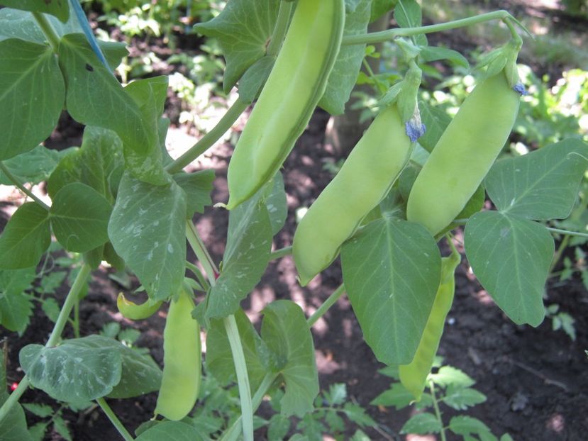 mazare mangetout - A-A Gradina de legume -fructe-plante aromatice si medicinale 2017