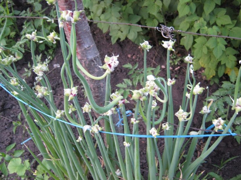 ceapa egipteana - A-A Gradina de legume -fructe-plante aromatice si medicinale 2017