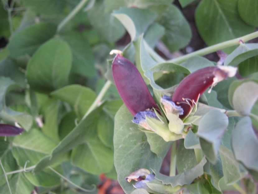 mazare mov - A-A Gradina de legume -fructe-plante aromatice si medicinale 2017