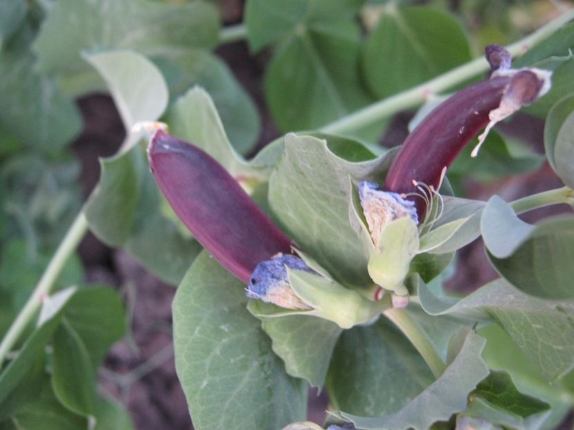  - A-A Gradina de legume -fructe-plante aromatice si medicinale 2017