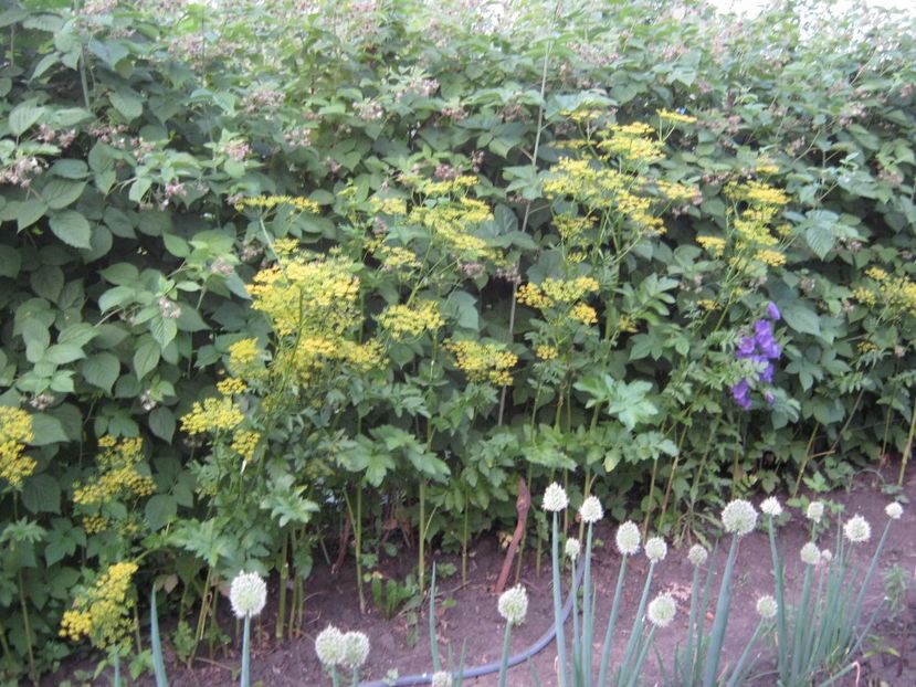  - A-A Gradina de legume -fructe-plante aromatice si medicinale 2017