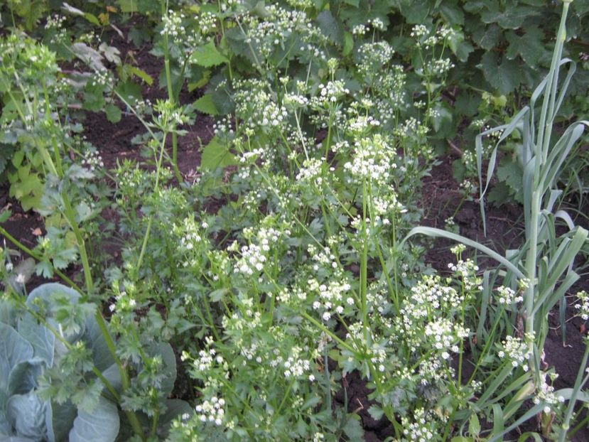 telina-seminte - A-A Gradina de legume -fructe-plante aromatice si medicinale 2017