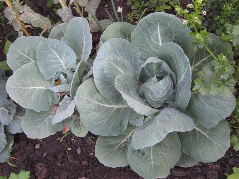  - A-A Gradina de legume -fructe-plante aromatice si medicinale 2017