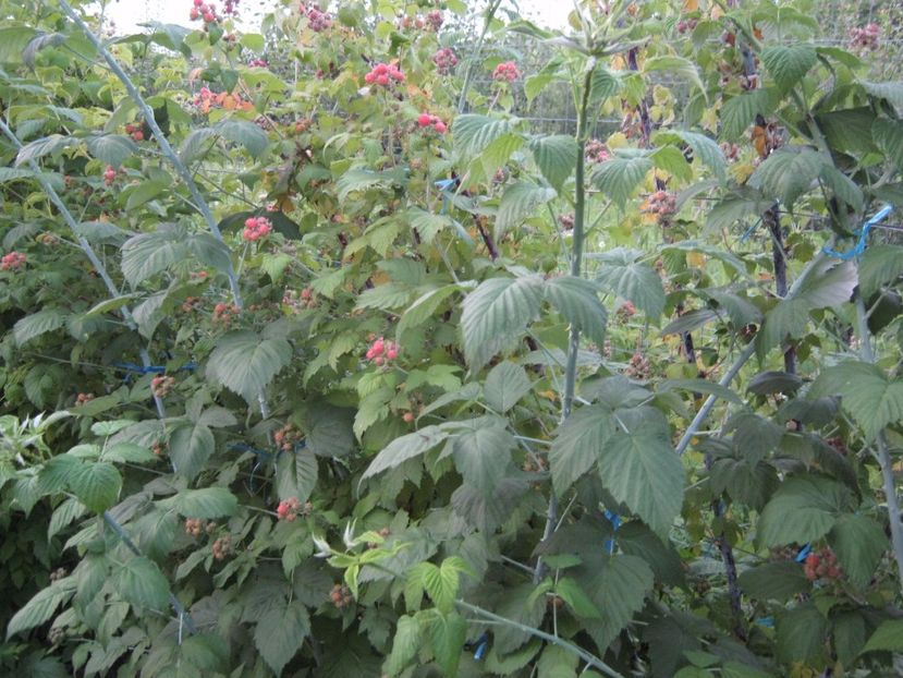  - A-A Gradina de legume -fructe-plante aromatice si medicinale 2017