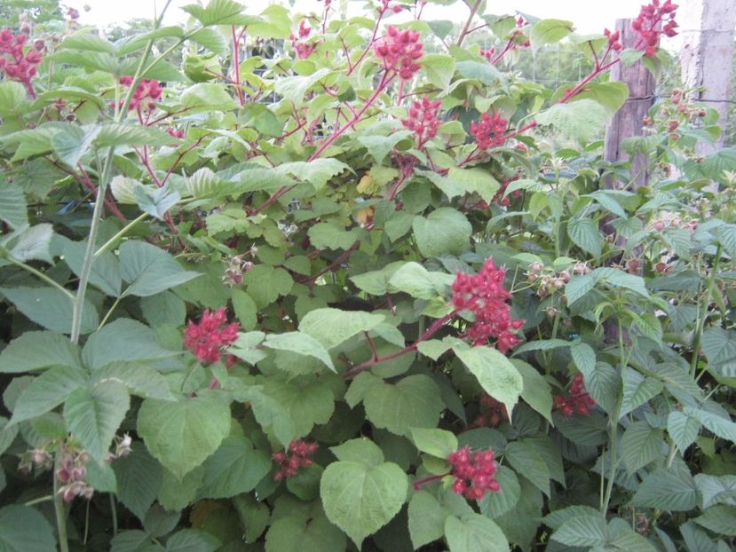  - A-A Gradina de legume -fructe-plante aromatice si medicinale 2017