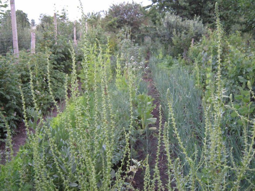  - A-A Gradina de legume -fructe-plante aromatice si medicinale 2017