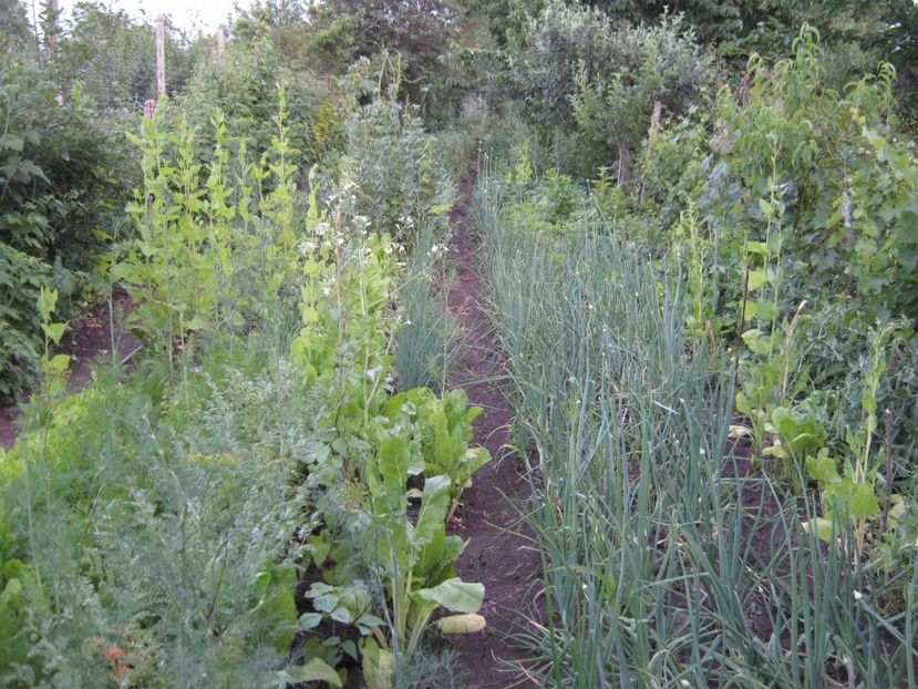  - A-A Gradina de legume -fructe-plante aromatice si medicinale 2017