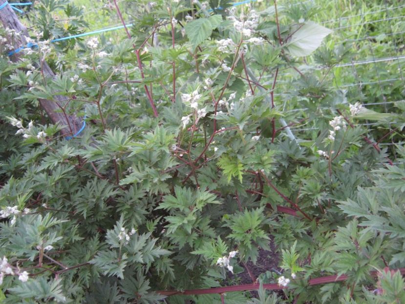 mur american - A-A Gradina de legume -fructe-plante aromatice si medicinale 2017