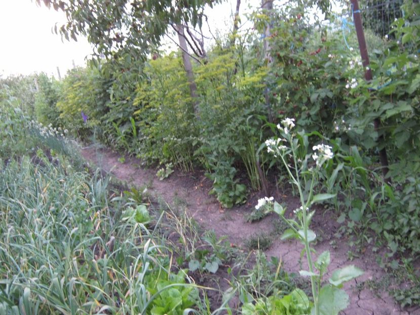  - A-A Gradina de legume -fructe-plante aromatice si medicinale 2017