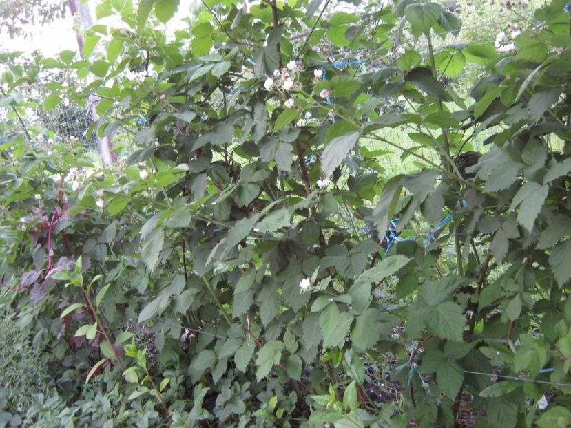 mur fara tepi - A-A Gradina de legume -fructe-plante aromatice si medicinale 2017