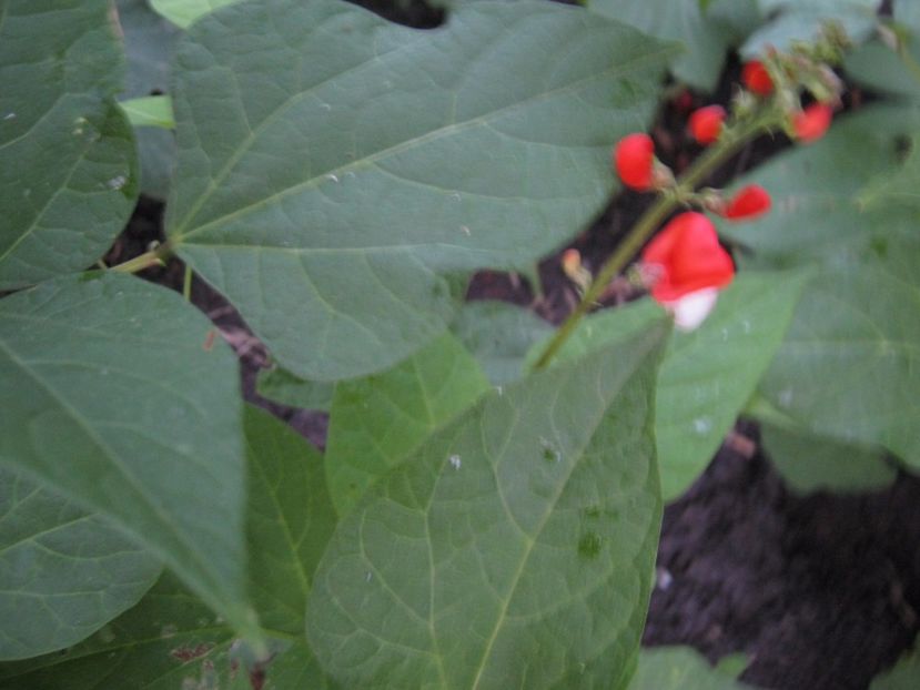  - A-A Gradina de legume -fructe-plante aromatice si medicinale 2017