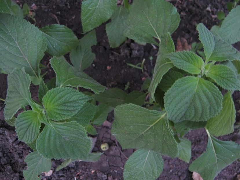 chia sau salvia hispanica - A-A Gradina de legume -fructe-plante aromatice si medicinale 2017