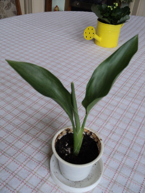 8 iun 2017 - STRELITZIA REGINAE