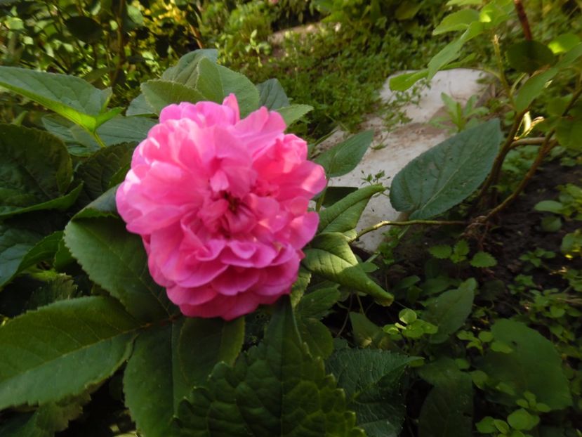  - Damasc Rose du roi