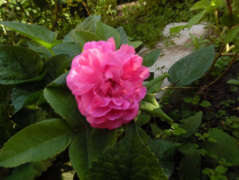  - Damasc Rose du roi