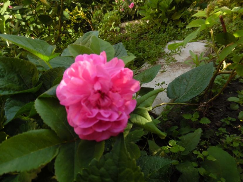  - Damasc Rose du roi