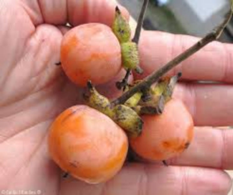 Diospiros lotus - Seminte Exotice