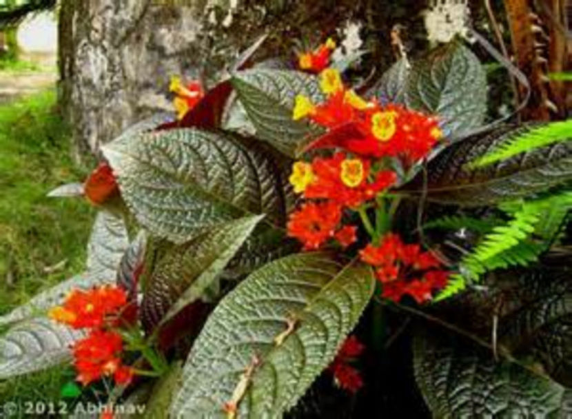 Safflower - Seminte Exotice