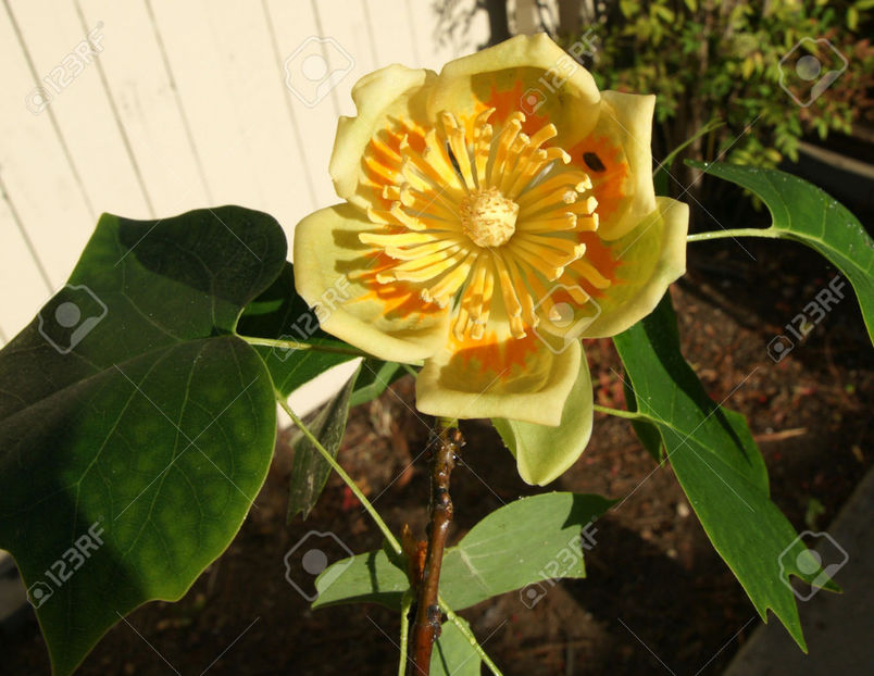 29473631-American-tulip-tree-tulip-poplar-fiddle-tree-Lidendron-tulipifera-tall-tree-with-fissured-b - Seminte Exotice