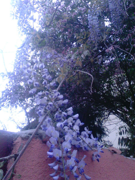 wisteria - Seminte Exotice