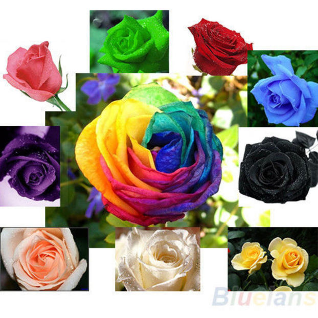 Trandafiri diverse culori - Seminte Exotice