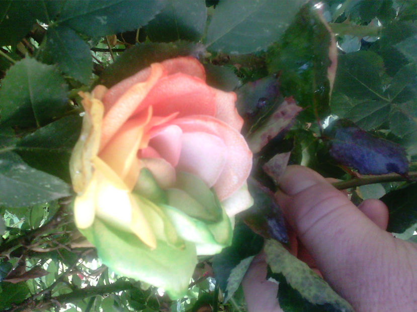 Trandafir curcubeu - Seminte Exotice