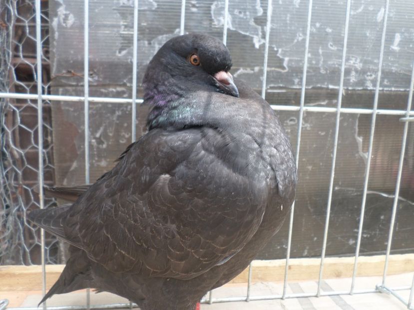 Fem 014 - KING MATCA 2019