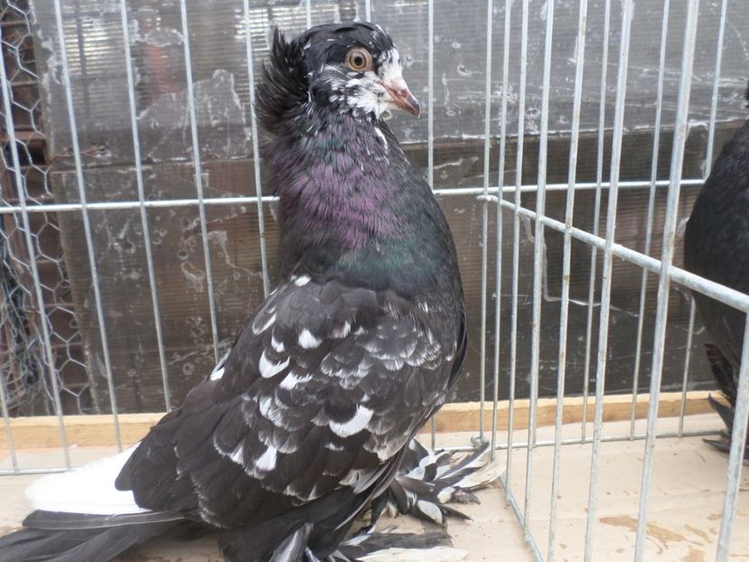 SAM_4002 - ARHIVA 2016 -2017-2o18-2019-2020