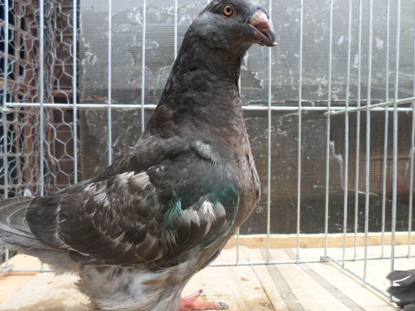 SAM_4031 - ARHIVA 2016 -2017-2o18-2019-2020