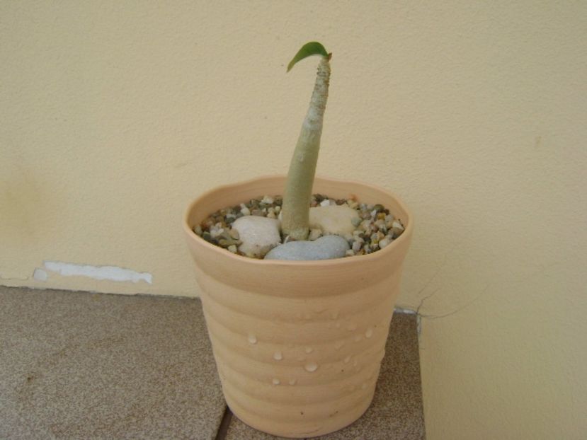 Adenium Thai socotranum "Golden Crown" - Caudiciforme si bulbi 2017