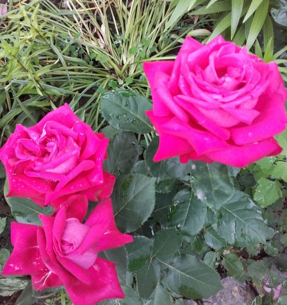  - 18-Necunoscut-roşu-4