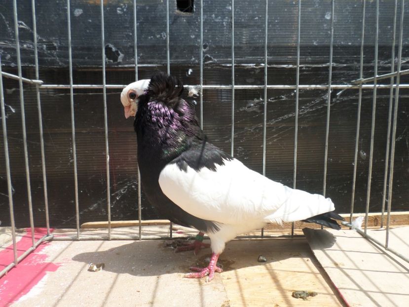 SAM_4061 - JUCATORI DE KOMAROM