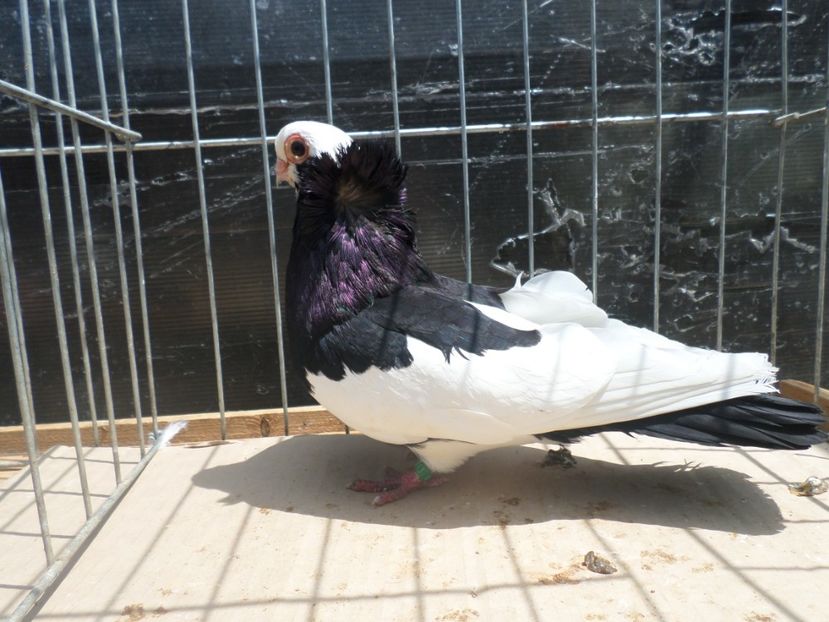 SAM_4063 - JUCATORI DE KOMAROM