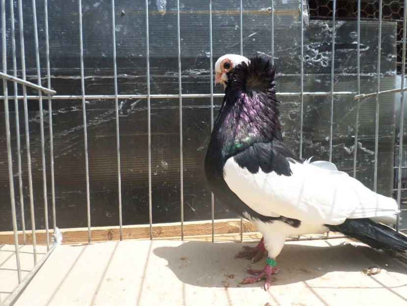 SAM_4066 - JUCATORI DE KOMAROM