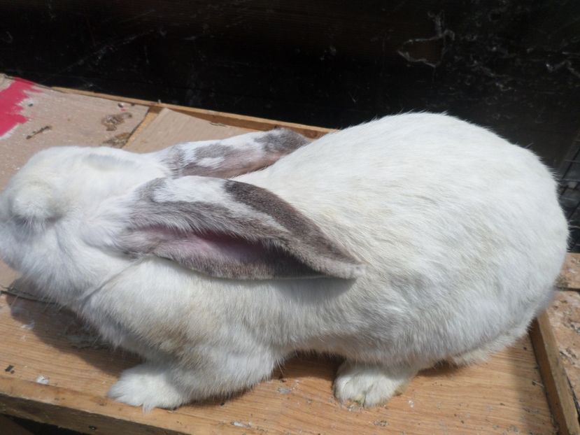 SAM_4071fem 2016 - ARHIVA 2016 -2017-2o18-2019-2020