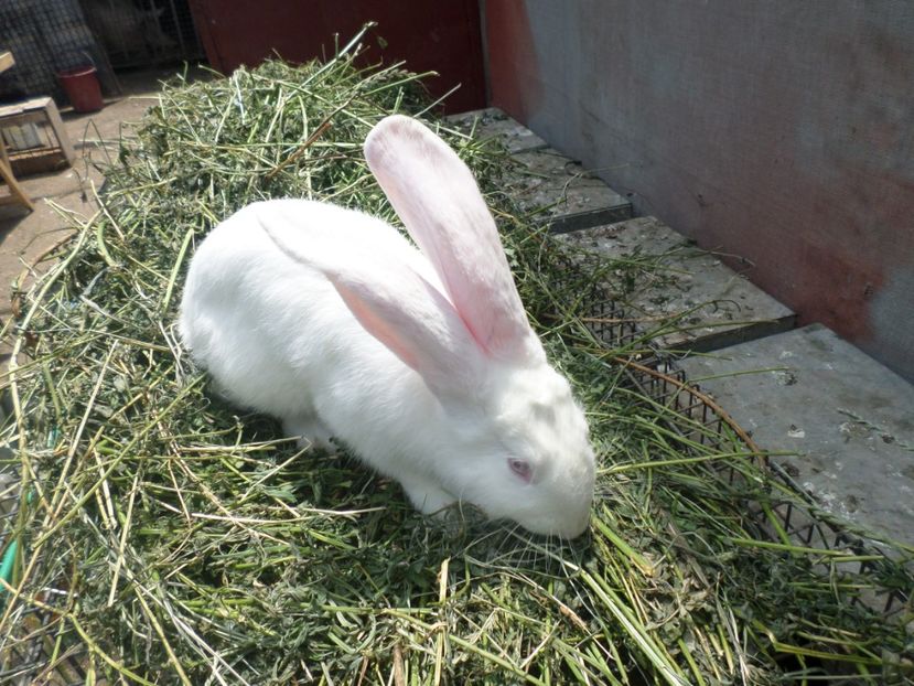 urias german  017 - ARHIVA 2016 -2017-2o18-2019-2020