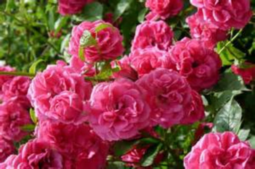 Trandafiri de dulceata - Seminte Exotice