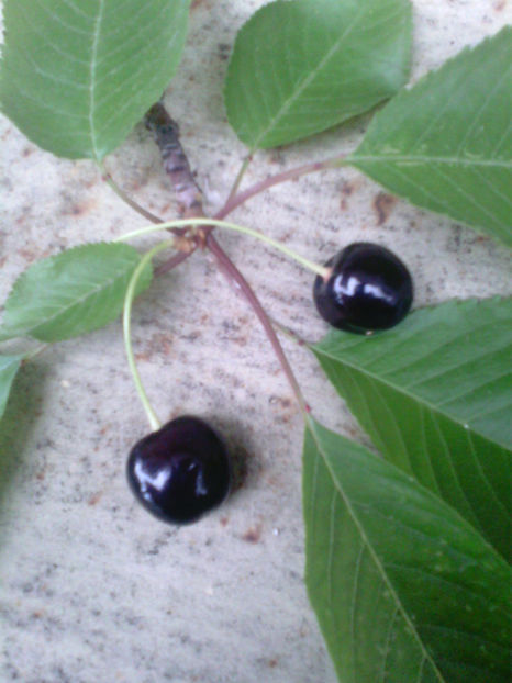 Cires negru amar - Seminte Exotice