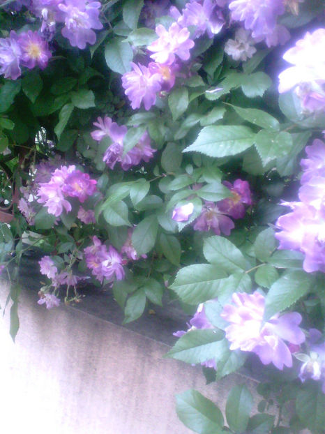 Trandafir mov - Seminte Exotice