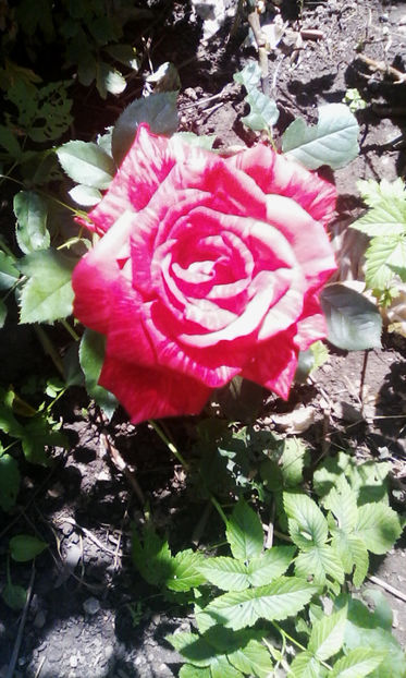 Trandafir rosu vargat - Seminte Exotice