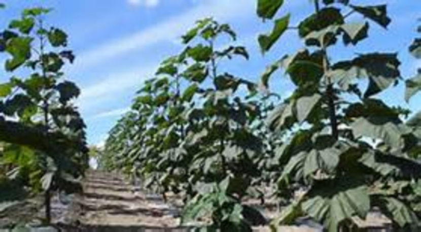 Pawlonia - Seminte Exotice