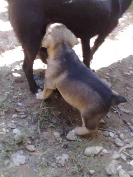  - Caini de sobolani-dihori-paza