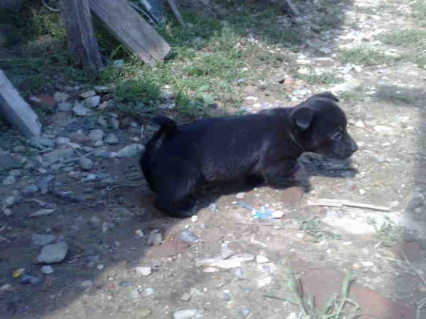  - Caini de sobolani-dihori-paza