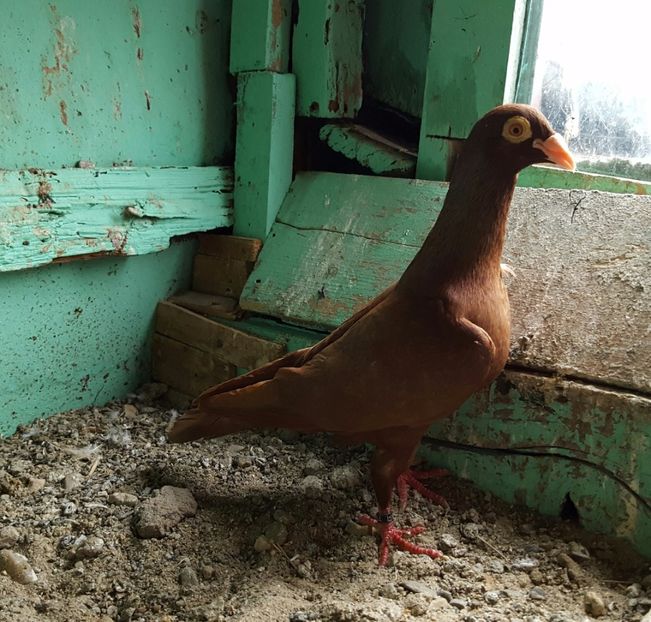  - Porumbei Szolnoki Bagdeta