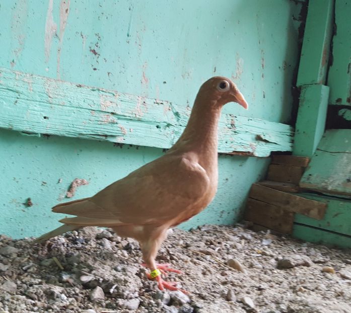  - Porumbei Szolnoki Bagdeta