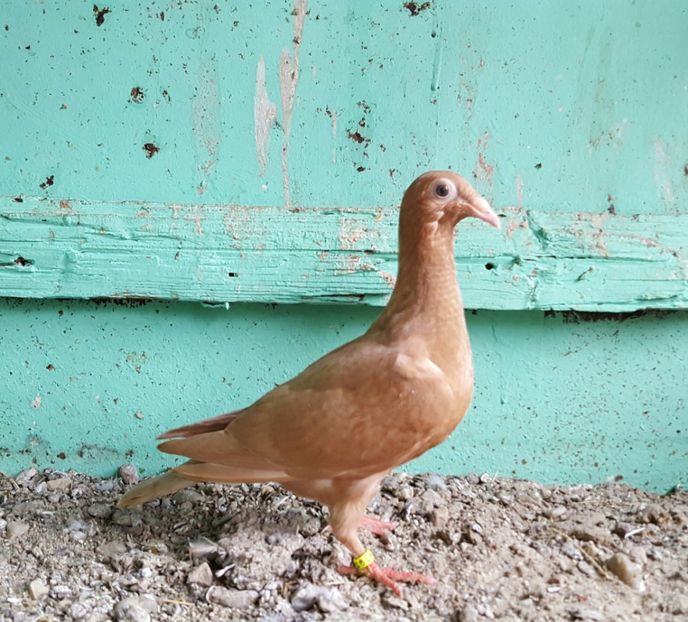  - Porumbei Szolnoki Bagdeta