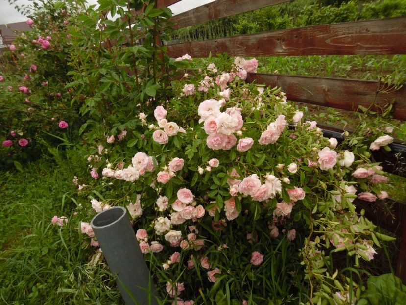  - Hybrid multiflora Beauty Thousand