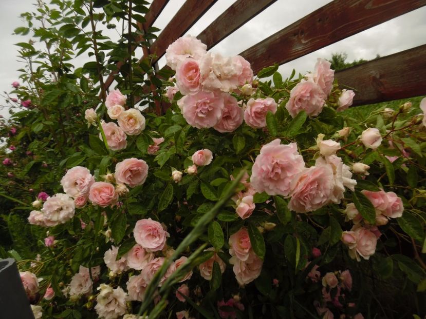  - Hybrid multiflora Beauty Thousand