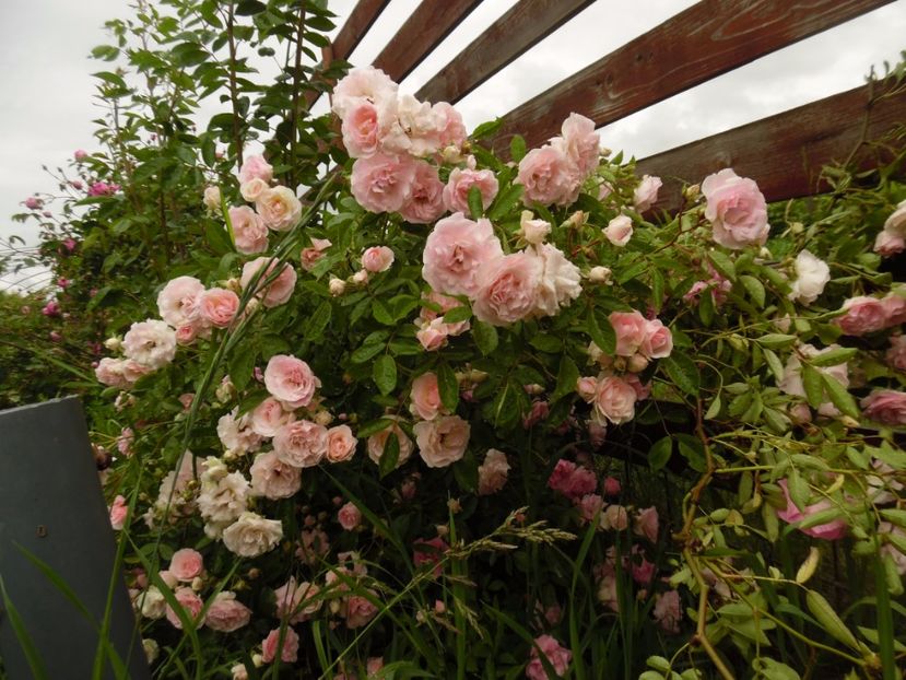  - Hybrid multiflora Beauty Thousand