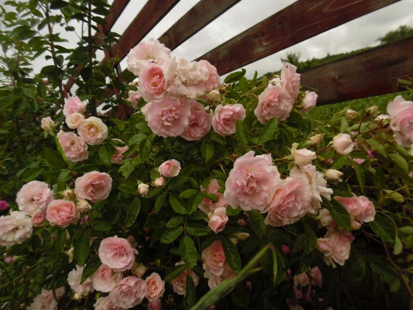  - Hybrid multiflora Beauty Thousand